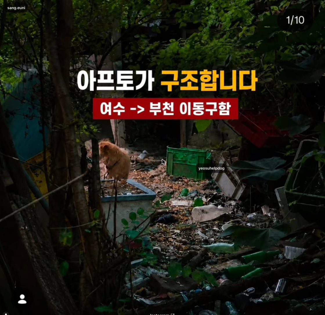 여수 방치견 (아프토 구조)